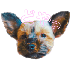 [LINEスタンプ] ヨーキーのチェリー 