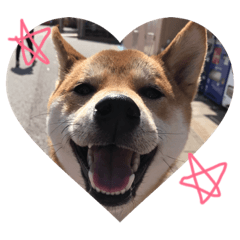 [LINEスタンプ] 柴犬の勘吉 
