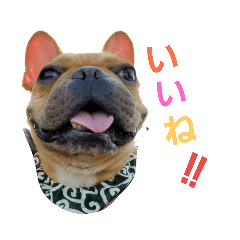 [LINEスタンプ] フレンチブルドッグのカイトくん 