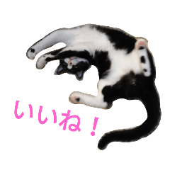 [LINEスタンプ] ネコトノハ