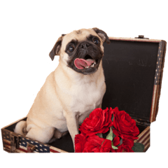 [LINEスタンプ] ！パグ モグ スタンプ！PUG 
