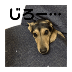 [LINEスタンプ] メリーの気持ち
