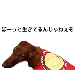 [LINEスタンプ] バディときどきアルバ
