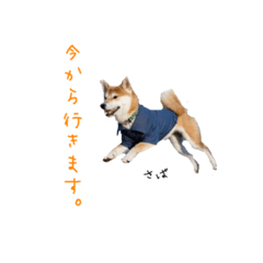[LINEスタンプ] 柴犬さばくんの日常で使えるスタンプ2。