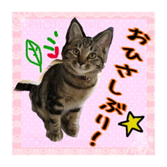 [LINEスタンプ] 金澤さんちのさくらとひめ2