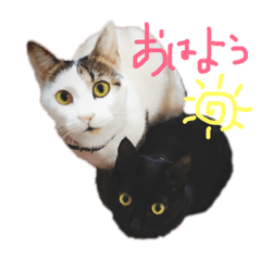 [LINEスタンプ] 高橋家の猫たち