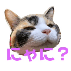 [LINEスタンプ] チビ、たま