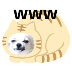[LINEスタンプ] チワワのココたん