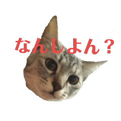 [LINEスタンプ] シマ猫スタンプっちゃ