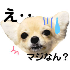 [LINEスタンプ] いぬのスタンプ②