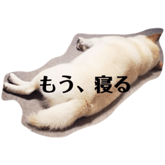 [LINEスタンプ] 柴犬麻呂の日常スタンプ