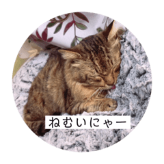 [LINEスタンプ] 日常のネコたん 