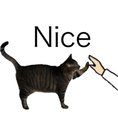 [LINEスタンプ] 我が家の猫と魚 