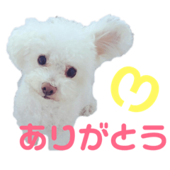 [LINEスタンプ] ハチコロ 