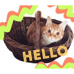 [LINEスタンプ] 茶トラ＆茶白の涌谷4兄弟スタンプ