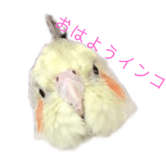 [LINEスタンプ] オカメインコのピノとシナモン 