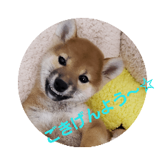 [LINEスタンプ] せれなの日常スタンプ