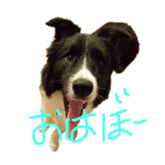 [LINEスタンプ] ボーダーコリーオレオ2