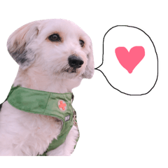 [LINEスタンプ] よーさん家のわんこ