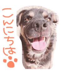 [LINEスタンプ] チビとら