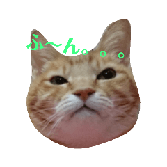 [LINEスタンプ] ねこ！ねこ！2