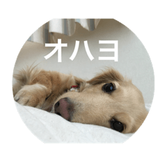 [LINEスタンプ] あのハルです