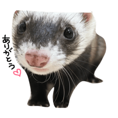 [LINEスタンプ] ferret❤︎