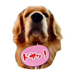 [LINEスタンプ] ゴールデンレトリバーモニモニ な毎日④