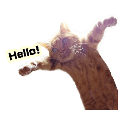 [LINEスタンプ] 猫ですねん