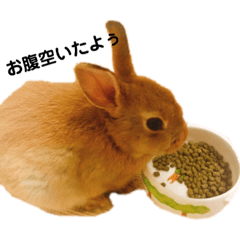 [LINEスタンプ] うさぎの実写スタンプ