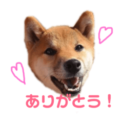 [LINEスタンプ] 柴犬おりん♡