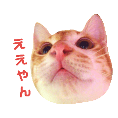 [LINEスタンプ] 猫ときどき関西弁