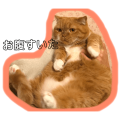 [LINEスタンプ] 短足マンチカン プリン5歳