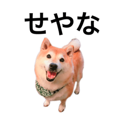 [LINEスタンプ] 柴犬めいちゃん2