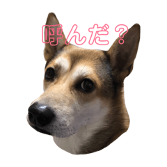 [LINEスタンプ] にゃんば猫
