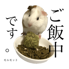 [LINEスタンプ] 我が家の愉快な動物たち