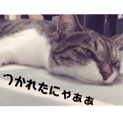 [LINEスタンプ] 愛猫スタンプ 銀時と春