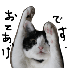 [LINEスタンプ] ハチワレネコ（白黒猫）