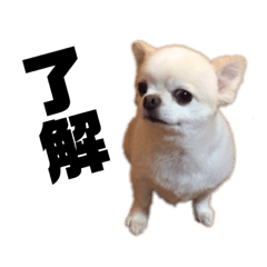 [LINEスタンプ] チワワのじんじん
