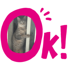 [LINEスタンプ] 愛猫とチョコッと愛息子、愛娘。