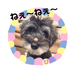 [LINEスタンプ] ミニチュアシュナウザーぴの
