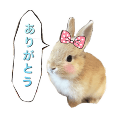 [LINEスタンプ] ウサギのモモちゃん