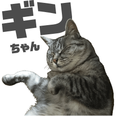 [LINEスタンプ] サバトラ猫 ギンちゃん