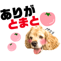[LINEスタンプ] 世界一可愛いとまとくん