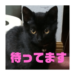 [LINEスタンプ] 我が家のアイドルクロロちゃん