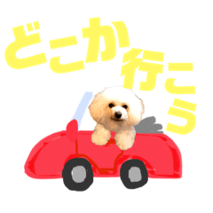 [LINEスタンプ] トイプードルのCoochan日常スタンプ第3弾