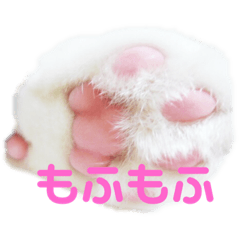 [LINEスタンプ] にゃんにゃん(=^x^=)