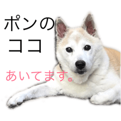 [LINEスタンプ] 芝犬ポンちゃん