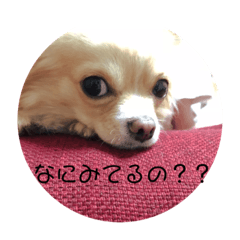 [LINEスタンプ] チワワのシンバ