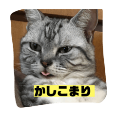 [LINEスタンプ] アメショのおデブ キキ
